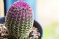 Marco Rainbow Hedgehog Cactus or Echinocereus rigidissimus Engelm. Rose or Arizona Cactus Rainbow on natural background Royalty Free Stock Photo