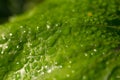 Marco closeup of leaf with waterdrops in Finland