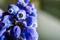 Marco of Grape Hyacinth purple flower plant.