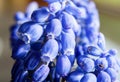 Marco of Grape Hyacinth purple flower plant.