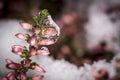 A Marco of Heath frozen in ice