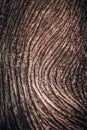 Close up Macro photo of tree bark