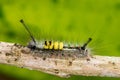 Marco photography-hairy yellow caterpillars crawling