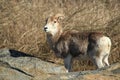 Marco Polo sheep