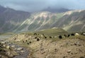 Marco Polo sheep grazing Royalty Free Stock Photo