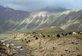 Marco Polo sheep grazing on flat steppes Royalty Free Stock Photo