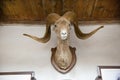 Marco Polo sheep head on wall in fort Baltit in Karimabad, Pakistan Royalty Free Stock Photo