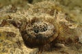 Marco Shoot of Crocodile Fish Eye, Mabul Island, Sabah Royalty Free Stock Photo