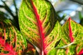 Marco of the speckled varigation on an aglaonema Royalty Free Stock Photo