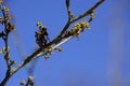 marco view of common witch-hazel branch blue sky theme Royalty Free Stock Photo