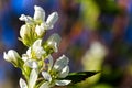 A marco view of saskatoon berry blossoms