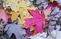 Marco View Of Scattered Fall Time Leaves In Sedona AZ Royalty Free Stock Photo