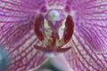Detail of a violet orchid, macro