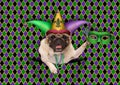 mardi gras, fat tuesday, background, with harlequin pug dog holding venetian mask, wearing harlequin jester hat Royalty Free Stock Photo