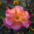 \'Mardi Gras\' Floribunda Rose in Bloom.