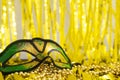 Mardi gras mask close up and gold beads on gold background Royalty Free Stock Photo