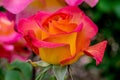 Mardi Gras Rose Flower Profile Royalty Free Stock Photo