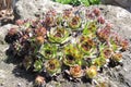 Mardi Grass Aeonium Succlent growing on Rocks Royalty Free Stock Photo
