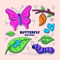 Butterfly Life Cycle Colored Illustration