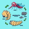 Mosquito Life Cycle Colored Illustration