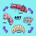 Colored Ant Life Cycle Illustration