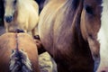 Mare and baby horse Royalty Free Stock Photo