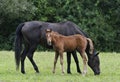 Mare and colt Royalty Free Stock Photo