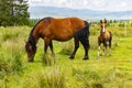 A Mare and a Colt Royalty Free Stock Photo