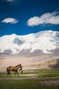 Mare and colt on a meadow Royalty Free Stock Photo