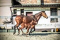 Mare and colt in the paddock