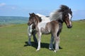 Mare and cute foal on Whitchurch Common, roaming free Royalty Free Stock Photo