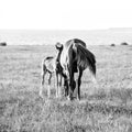 Mare with cute little foal on the pasture. Black and white image