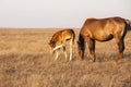 Mare with cute little foal on the pasture Royalty Free Stock Photo