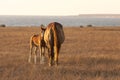 Mare with cute little foal on the pasture Royalty Free Stock Photo