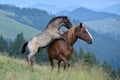 mare and cute playful foal on mountain pasture Royalty Free Stock Photo