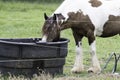 Mare drinking from a water trough