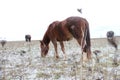 The mare eats grass in a pasture with a little snowfall Royalty Free Stock Photo