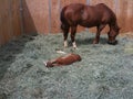 Mare eating and tending her foal Royalty Free Stock Photo