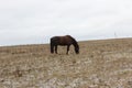 the mare eats grass in a pasture with a little snowfall Royalty Free Stock Photo