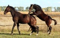 Mare and foal Royalty Free Stock Photo