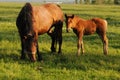 Mare and foal