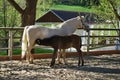 Mare with foal Royalty Free Stock Photo