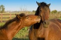 Mare and Foal