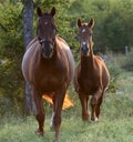 Mare and foal