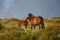 Mare with foal Royalty Free Stock Photo