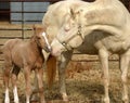 Mare and Foal