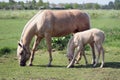 Mare and foal Royalty Free Stock Photo