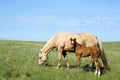 Mare and foal