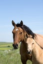 Mare and foal