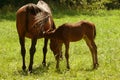 Mare and foal Royalty Free Stock Photo
